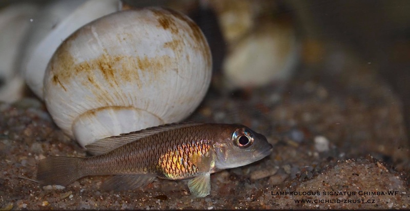 Lamprologus signatus 'Chimba'